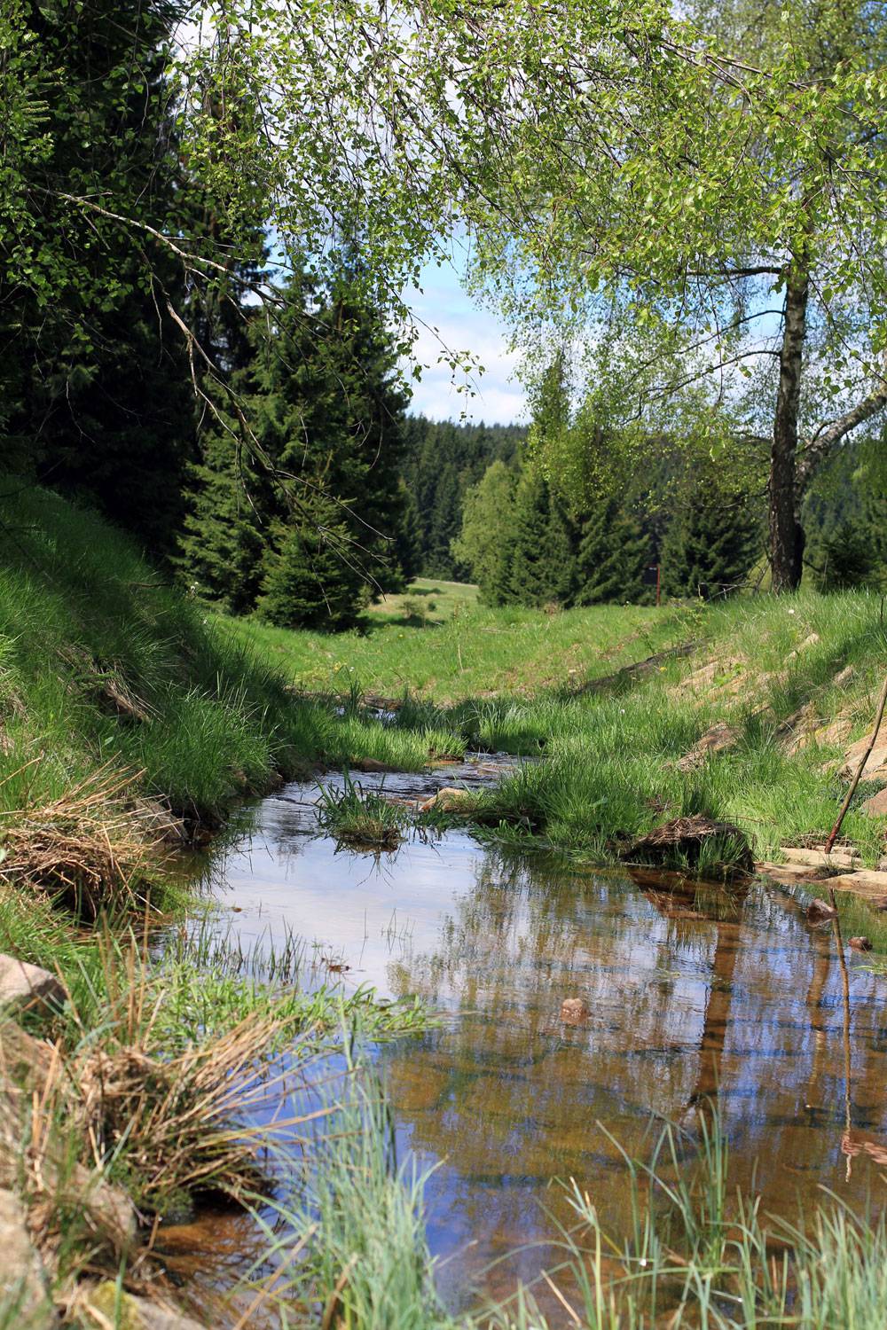 floßgrabentour im holzhauer wald