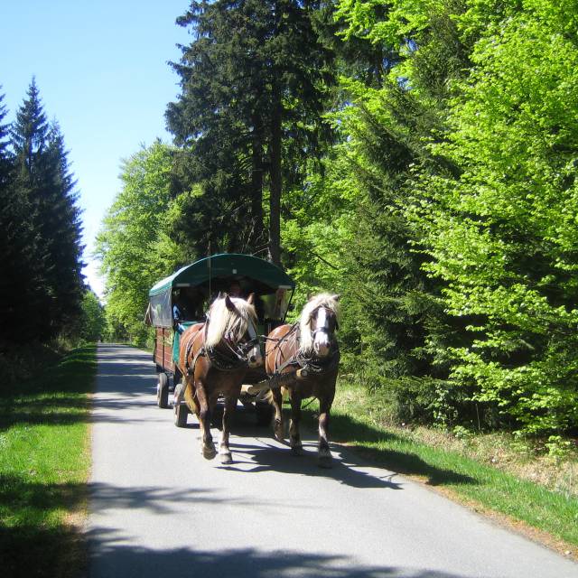Pferdekutsche im Wald